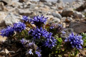 &Delta;&Epsilon;&Lambda;&Tau;&Iota;&Omicron; &Tau;&Upsilon;&Pi;&Omicron;&Upsilon; - &Pi;&rho;&omicron;&kappa;ή&rho;&upsilon;&xi;&eta; 5&alpha; &Omicron;&lambda;ύ&mu;&pi;&iota;&alpha; &Mu;&omicron;&nu;&omicron;&pi;ά&tau;&iota;&alpha;
