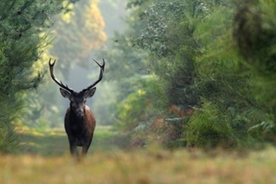 &Alpha;&gamma;ώ&nu;&alpha;&sigmaf; &beta;&omicron;&upsilon;&nu;&omicron;ύ 16&chi;&lambda;&mu; "&Epsilon;&lambda;ά&phi;&iota; &Beta;&alpha;&rho;&upsilon;&mu;&pi;ό&mu;&pi;&eta;&sigmaf;"