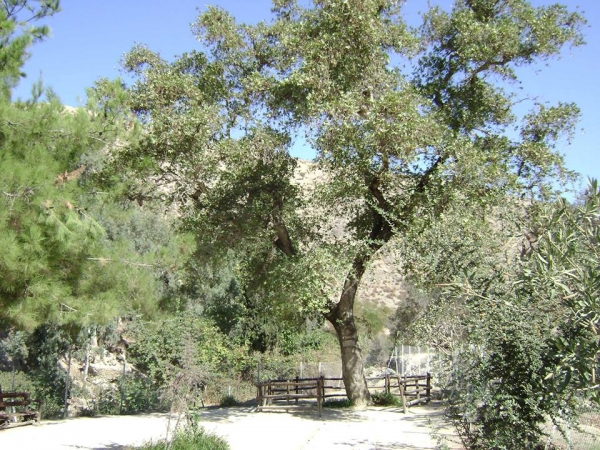 5&omicron;&sigmaf; &Mu;&alpha;&rho;&alpha;&theta;ώ&nu;&iota;&omicron;&sigmaf; &Kappa;&rho;ή&tau;&eta;&sigmaf; &ndash; Minoan Crete Marathon