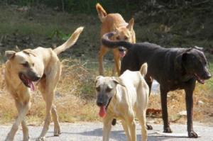 &Delta;&Epsilon;&Lambda;&Tau;&Iota;&Omicron; &Tau;&Upsilon;&Pi;&Omicron;&Upsilon; - &Sigma;&omicron;&kappa;ά&rho;&epsilon;&iota; &eta; &pi;&epsilon;&rho;&iota;&gamma;&rho;&alpha;&phi;ή &pi;&alpha;&tau;έ&rho;&alpha; &kappa;&alpha;&iota; &gamma;&iota;&omicron;&upsilon; &pi;&omicron;&upsilon; έ&sigma;&omega;&sigma;&alpha;&nu; &tau;&eta;&nu; &zeta;&omega;ή &tau;&omicron;&upsilon; 22&chi;&rho;&omicron;&nu;&omicron;&upsilon; &alpha;&pi;ό &tau;&eta;&nu; &epsilon;&pi;ί&theta;&epsilon;&sigma;&eta; &sigma;&kappa;ύ&lambda;&omega;&nu; &sigma;&tau;&omicron; &Sigma;έ&iota;&chi; &Sigma;&omicron;&upsilon;