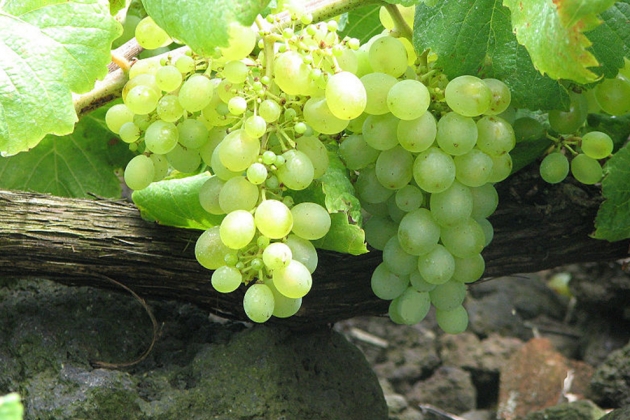 &Tau;&omicron; &sigma;&tau;&alpha;&phi;ύ&lambda;&iota; &pi;&rho;&omicron;&sigma;&phi;έ&rho;&epsilon;&iota; &mu;&alpha;&kappa;&rho;&omicron;&zeta;&omega;ί&alpha;!