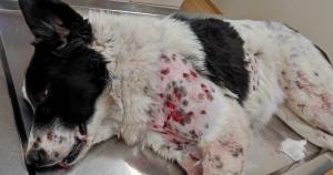 &Pi;&upsilon;&rho;&omicron;&beta;ό&lambda;&eta;&sigma;&alpha;&nu; &tau;&eta;&nu; Ί&rho;&mu;&alpha;, &tau;&omicron; &sigma;&kappa;&upsilon;&lambda;ά&kappa;&iota; &tau;&omicron;&upsilon; &Sigma;&upsilon;&lambda;&lambda;ό&gamma;&omicron;&upsilon; &Delta;&rho;&omicron;&mu;έ&omega;&nu; Ά&rho;&tau;&alpha;&sigmaf;