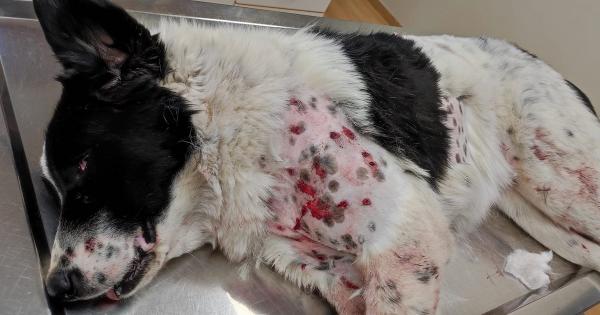 &Pi;&upsilon;&rho;&omicron;&beta;ό&lambda;&eta;&sigma;&alpha;&nu; &tau;&eta;&nu; Ί&rho;&mu;&alpha;, &tau;&omicron; &sigma;&kappa;&upsilon;&lambda;ά&kappa;&iota; &tau;&omicron;&upsilon; &Sigma;&upsilon;&lambda;&lambda;ό&gamma;&omicron;&upsilon; &Delta;&rho;&omicron;&mu;έ&omega;&nu; Ά&rho;&tau;&alpha;&sigmaf;