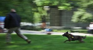 &Delta;&Epsilon;&Lambda;&Tau;&Iota;&Omicron; &Tau;&Upsilon;&Pi;&Omicron;&Upsilon; - &Nu;έ&alpha; &epsilon;&pi;ί&theta;&epsilon;&sigma;&eta; &sigma;&kappa;ύ&lambda;&omega;&nu; &sigma;&tau;&omicron; &Sigma;έ&iota;&chi; &Sigma;&omicron;&upsilon; &sigma;&epsilon; &alpha;&theta;&lambda;&eta;&tau;ή