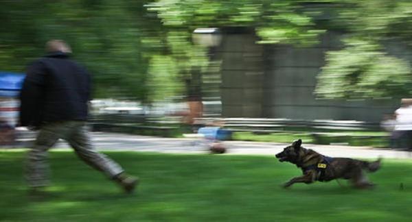 &Delta;&Epsilon;&Lambda;&Tau;&Iota;&Omicron; &Tau;&Upsilon;&Pi;&Omicron;&Upsilon; - &Nu;έ&alpha; &epsilon;&pi;ί&theta;&epsilon;&sigma;&eta; &sigma;&kappa;ύ&lambda;&omega;&nu; &sigma;&tau;&omicron; &Sigma;έ&iota;&chi; &Sigma;&omicron;&upsilon; &sigma;&epsilon; &alpha;&theta;&lambda;&eta;&tau;ή