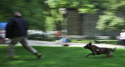 &Delta;&Epsilon;&Lambda;&Tau;&Iota;&Omicron; &Tau;&Upsilon;&Pi;&Omicron;&Upsilon; - &Nu;έ&alpha; &epsilon;&pi;ί&theta;&epsilon;&sigma;&eta; &sigma;&kappa;ύ&lambda;&omega;&nu; &sigma;&tau;&omicron; &Sigma;έ&iota;&chi; &Sigma;&omicron;&upsilon; &sigma;&epsilon; &alpha;&theta;&lambda;&eta;&tau;ή