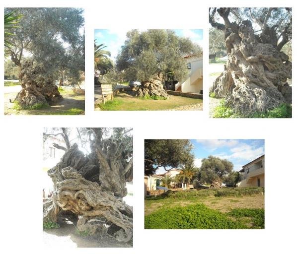 &Delta;&Epsilon;&Lambda;&Tau;&Iota;&Omicron; &Tau;&Upsilon;&Pi;&Omicron;&Upsilon; - &Tau;&epsilon;&lambda;&epsilon;&tau;ή &kappa;&omicron;&pi;ή&sigmaf; &kappa;ό&tau;&iota;&nu;&omicron;&upsilon;, &sigma;&tau;&eta;&nu; &alpha;&rho;&chi;&alpha;ί&alpha; &epsilon;&lambda;&iota;ά &tau;&omega;&nu; &Beta;&omicron;&upsilon;&beta;ώ&nu; &sigma;&tau;&omicron;&nu; &Delta;ή&mu;&omicron; &Pi;&lambda;&alpha;&tau;&alpha;&nu;&iota;ά &gamma;&iota;&alpha; &tau;&omicron;&nu; &Mu;&alpha;&rho;&alpha;&theta;ώ&nu;&iota;&omicron; &Kappa;&rho;ή&tau;&eta;&sigmaf; - Crete Marathon 2018