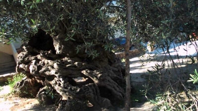 &Delta;&Epsilon;&Lambda;&Tau;&Iota;&Omicron; &Tau;&Upsilon;&Pi;&Omicron;&Upsilon; - &Alpha;&pi;ό &tau;&eta;&nu; &alpha;&rho;&chi;&alpha;&iota;ό&tau;&epsilon;&rho;&eta; &epsilon;&lambda;&iota;ά &tau;&omicron;&upsilon; &kappa;ό&sigma;&mu;&omicron;&upsilon; &tau;&alpha; &sigma;&tau;&epsilon;&phi;ά&nu;&iota;&alpha; &tau;&omega;&nu; &nu;&iota;&kappa;&eta;&tau;ώ&nu; &tau;&omicron;&upsilon; &Mu;&alpha;&rho;&alpha;&theta;&omega;&nu;ί&omicron;&upsilon; &Kappa;&rho;ή&tau;&eta;&sigmaf;