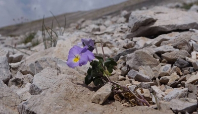 &Omicron;&lambda;ύ&mu;&pi;&iota;&alpha; &Mu;&omicron;&nu;&omicron;&pi;ά&tau;&iota;&alpha; 2017 - 3&alpha; &Omicron;&lambda;ύ&mu;&pi;&iota;&alpha; &Mu;&omicron;&nu;&omicron;&pi;ά&tau;&iota;&alpha; - Viola edition 2017