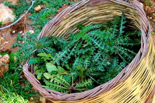 &Tau;&omicron; "&mu;&alpha;&gamma;&iota;&kappa;ό" &Sigma;&tau;&alpha;&mu;&nu;&alpha;&gamma;&kappa;ά&theta;&iota; &tau;&eta;&sigmaf; &Kappa;&rho;ή&tau;&eta;&sigmaf;