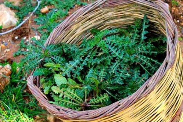 &Tau;&omicron; "&mu;&alpha;&gamma;&iota;&kappa;ό" &Sigma;&tau;&alpha;&mu;&nu;&alpha;&gamma;&kappa;ά&theta;&iota; &tau;&eta;&sigmaf; &Kappa;&rho;ή&tau;&eta;&sigmaf;