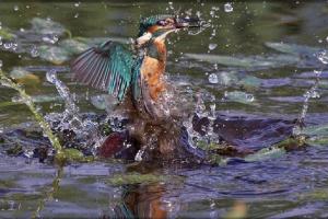 &Omicron; &Delta;&rho;ό&mu;&omicron;&sigmaf; &tau;&omega;&nu; &Alpha;&lambda;&kappa;&upsilon;ώ&nu;&omega;&nu;