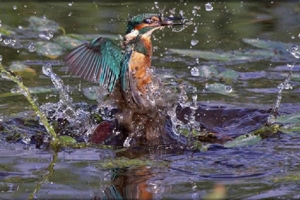 &Omicron; &Delta;&rho;ό&mu;&omicron;&sigmaf; &tau;&omega;&nu; &Alpha;&lambda;&kappa;&upsilon;ώ&nu;&omega;&nu;