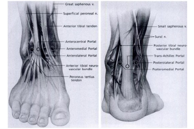&Alpha;&rho;&theta;&rho;&omicron;&sigma;&kappa;ό&pi;&eta;&sigma;&eta; &pi;&omicron;&delta;&omicron;&kappa;&nu;&eta;&mu;&iota;&kappa;ή&sigmaf;