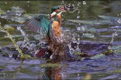 5&omicron;&sigmaf; &Alpha;&gamma;ώ&nu;&alpha;&sigmaf; &Delta;&rho;ό&mu;&omicron;&upsilon; (NIGHT RUN ) 29.7 &chi;&lambda;&mu; &ldquo;&Omicron; &Delta;&Rho;&Omicron;&Mu;&Omicron;&Sigma; &Tau;&Omega;&Nu; &Alpha;&Lambda;&Kappa;&Upsilon;&Omicron;&Nu;&Omega;&Nu;&rdquo; &kappa;&alpha;&iota; &pi;&alpha;&rho;ά&lambda;&lambda;&eta;&lambda;&omicron;&sigmaf; &alpha;&gamma;ώ&nu;&alpha;&sigmaf; 6,6 &chi;&lambda;&mu; &sigma;&tau;&eta;&nu; &pi;&alpha;&rho;&alpha;&lambda;ί&alpha; &Psi;ά&theta;&alpha;&sigmaf; - &Alpha;&lambda;&epsilon;&pi;&omicron;&chi;&omega;&rho;ί&omicron;&upsilon;
