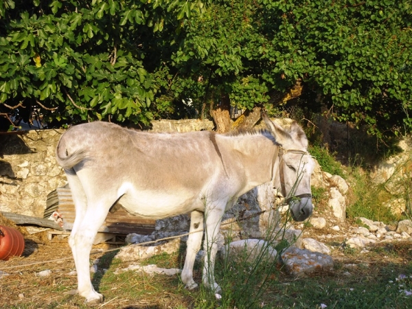 &Delta;&Epsilon;&Lambda;&Tau;&Iota;&Omicron; &Tau;&Upsilon;&Pi;&Omicron;&Upsilon; - &Sigma;&tau;&alpha; &mu;&omicron;&nu;&omicron;&pi;ά&tau;&iota;&alpha; &tau;&eta;&sigmaf; &Theta;&eta;&nu;&iota;ά&sigmaf;, έ&tau;&sigma;&iota; &alpha;&pi;&lambda;ά, ό&pi;&omega;&sigmaf; &pi;&alpha;&lambda;&iota;ά, &sigma;&upsilon;&nu;&tau;&rho;&omicron;&phi;&iota;ά &mu;&epsilon; &tau;&omicron;&nu; &Mu;ά&rho;&kappa;&omicron;