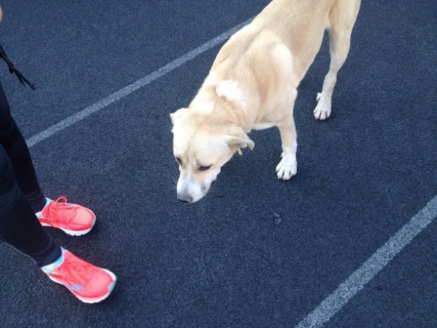 &Delta;&Epsilon;&Lambda;&Tau;&Iota;&Omicron; &Tau;&Upsilon;&Pi;&Omicron;&Upsilon; - &Alpha;&nu;&alpha;&zeta;&eta;&tau;&epsilon;ί&tau;&alpha;&iota; &omicron; &sigma;&kappa;ύ&lambda;&omicron;&sigmaf; &pi;&omicron;&upsilon; &alpha;&kappa;&omicron;&lambda;&omicron;ύ&theta;&eta;&sigma;&epsilon; &tau;&omicron;&upsilon;&sigmaf; &delta;&rho;&omicron;&mu;&epsilon;ί&sigmaf; &alpha;&pi;ό &tau;&omicron;&nu; &Mu;&alpha;&rho;&alpha;&theta;ώ&nu;&alpha; &mu;έ&chi;&rho;&iota; &tau;&omicron; &Kappa;&alpha;&lambda;&lambda;&iota;&mu;ά&rho;&mu;&alpha;&rho;&omicron; &Sigma;&tau;ά&delta;&iota;&omicron;